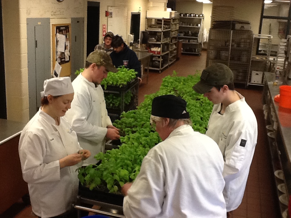 CULINARY PROCESSING BASIL