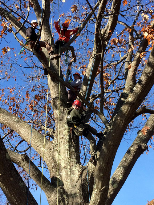 RVTC Horticulture Program Climbing Clinic